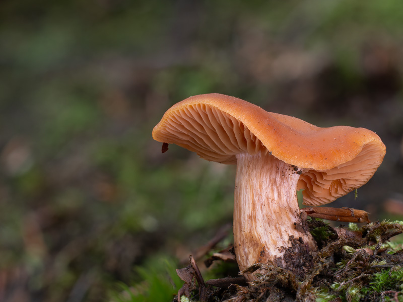 Cortinarius renidens